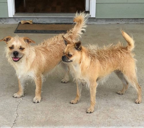 CHLOE & SAMMY - Pug / Chihuahua available for adoption
