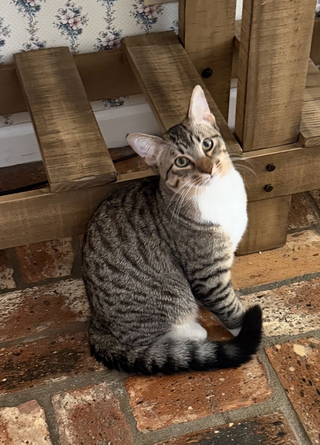 TROY - Tabby available for adoption