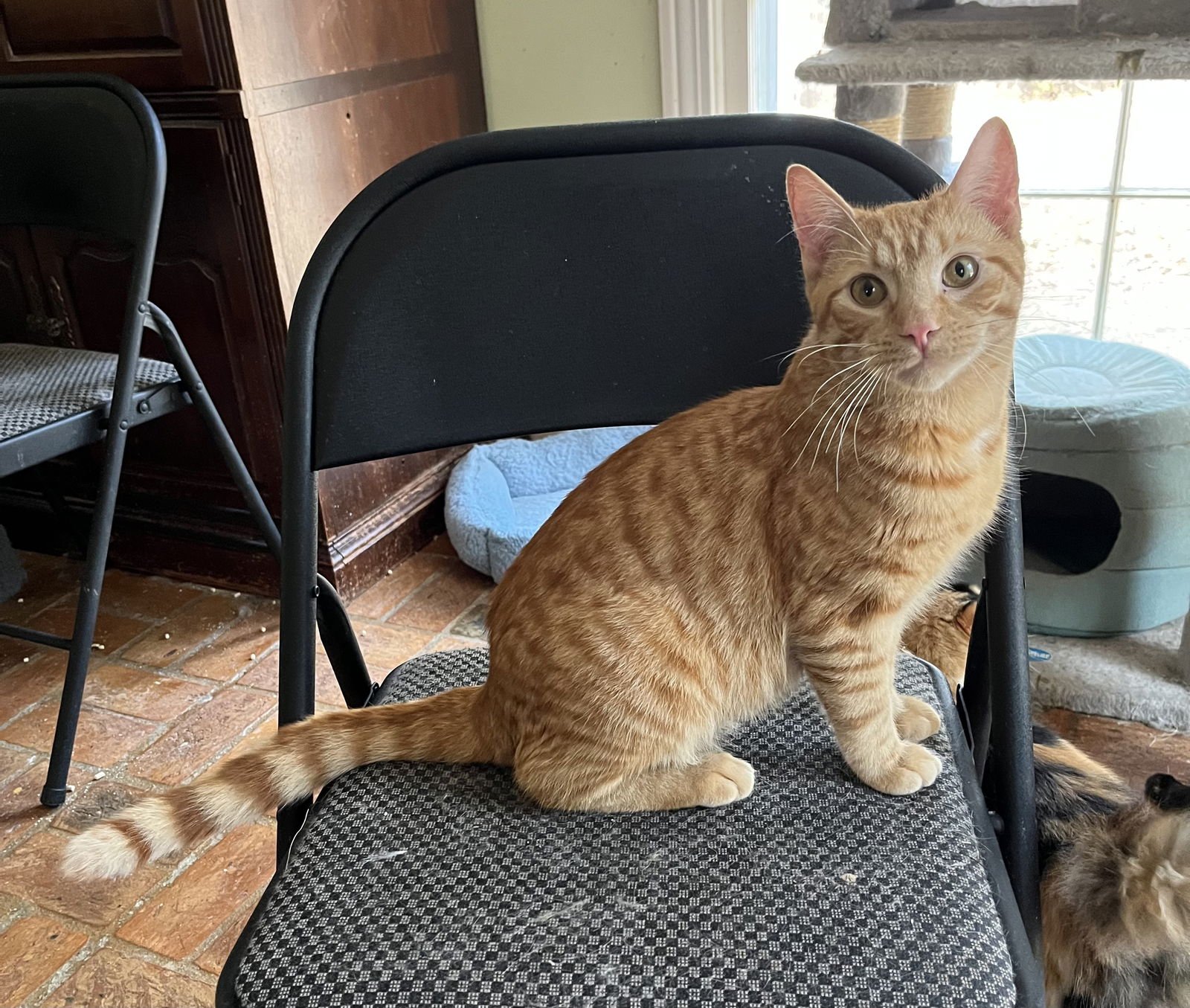 OLLIE - Tabby / Domestic Short Hair available for adoption