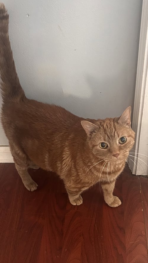 TIGGER (SEE CALLIE, BONDED PAIR)