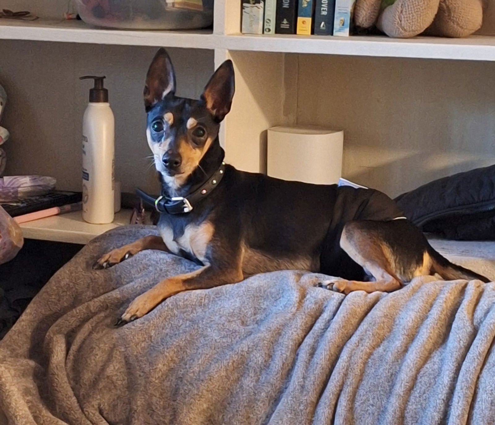LITTLE GUY - Miniature Pinscher available for adoption