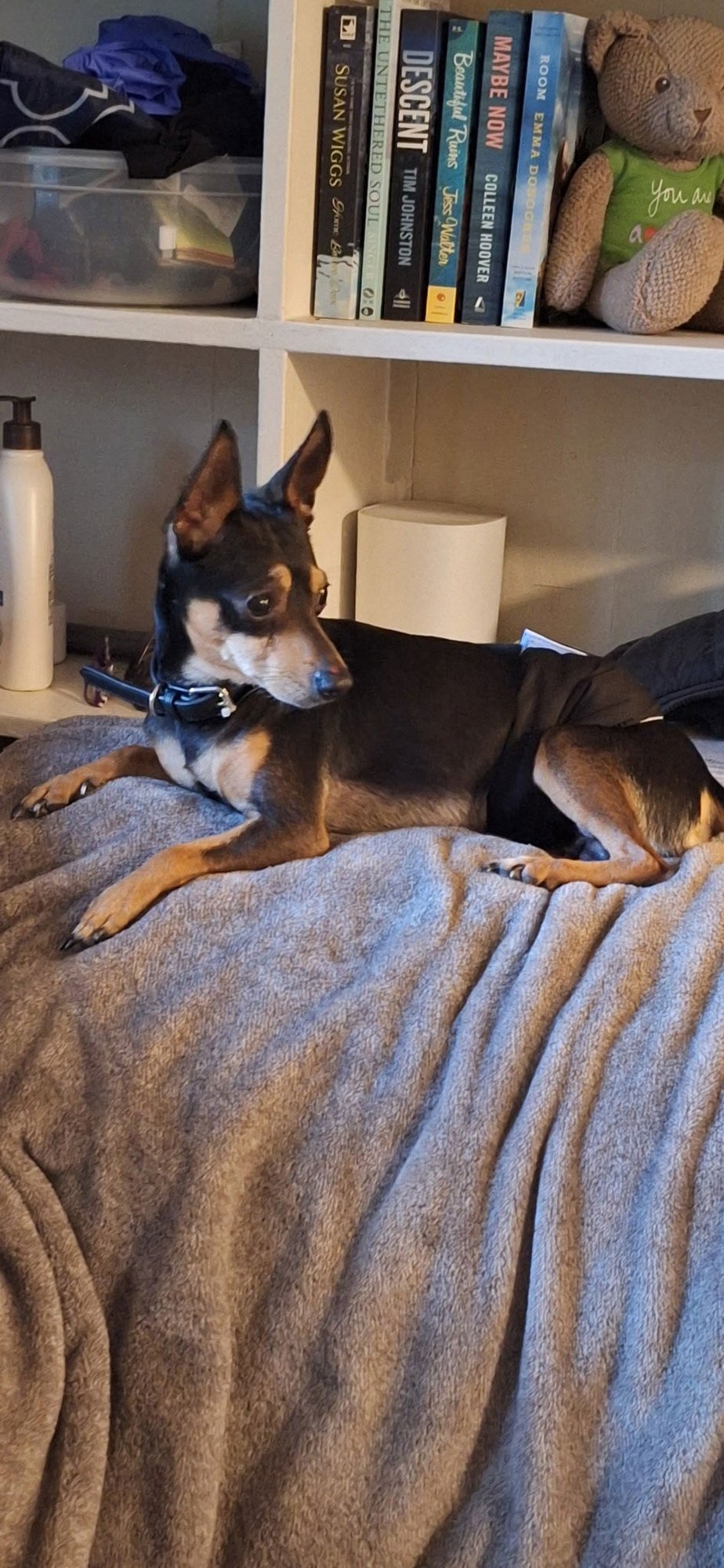 LITTLE GUY - Miniature Pinscher available for adoption