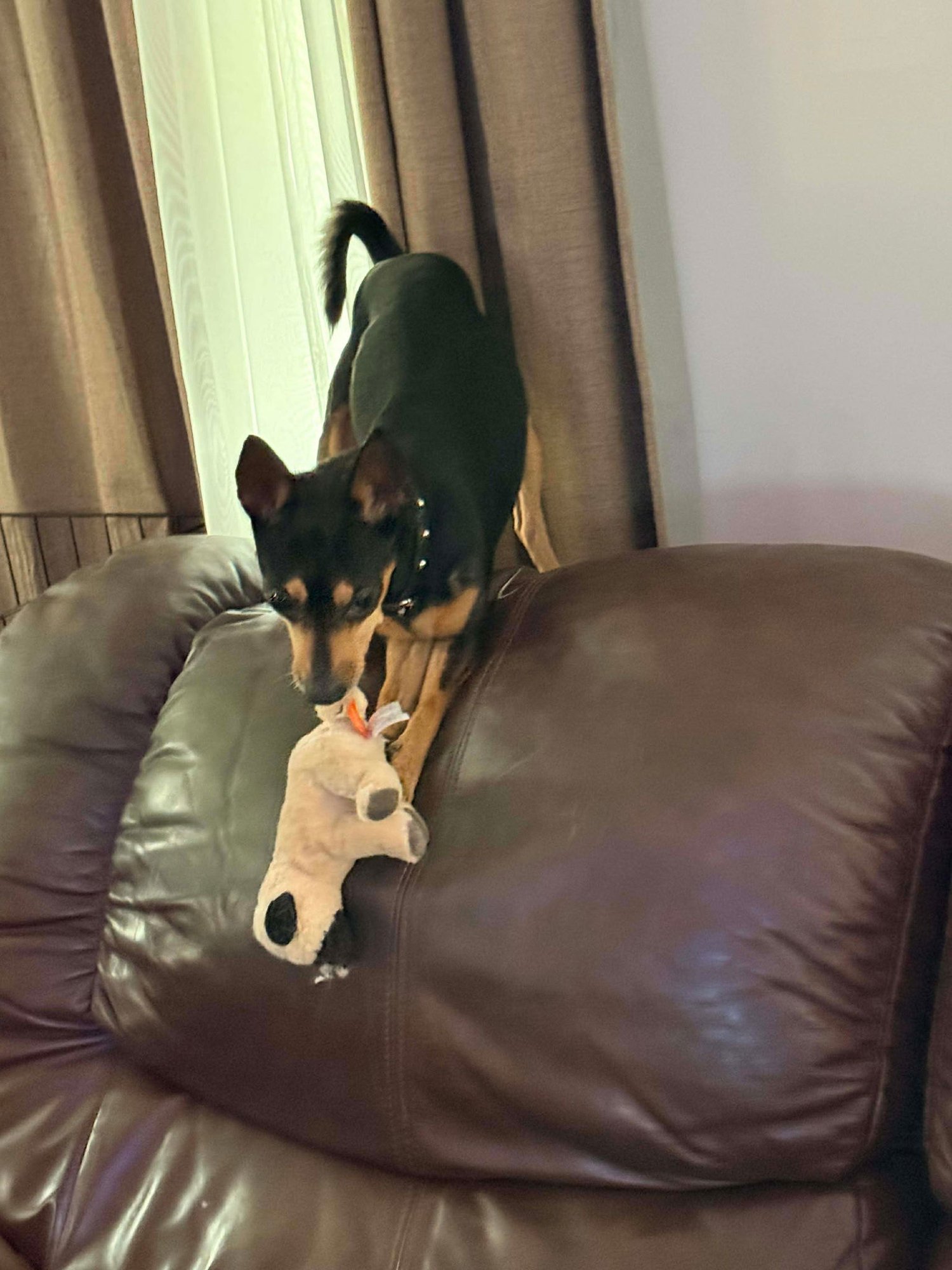 Little Guy - Photo 4