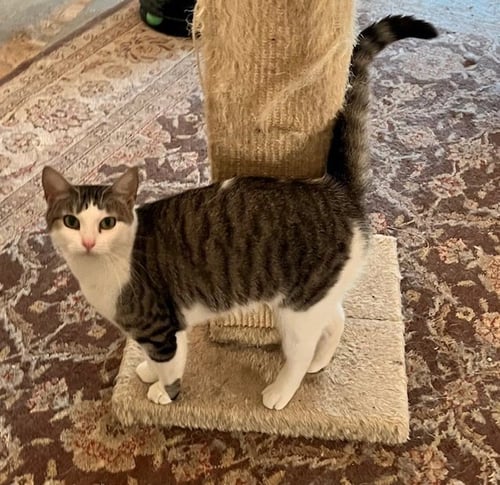 PRISSY - Tabby / Domestic Short Hair available for adoption