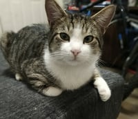 Binx - Photo 1
