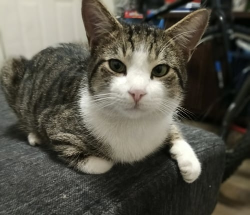 BINX - Tabby / Domestic Short Hair available for adoption