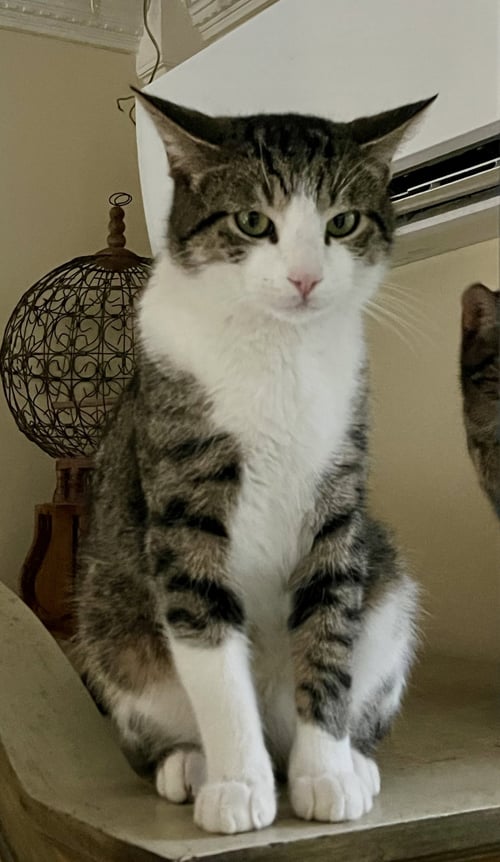 BINX - Tabby / Domestic Short Hair available for adoption