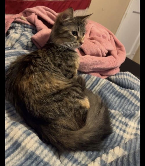 DAISY - Calico / Domestic Medium Hair available for adoption