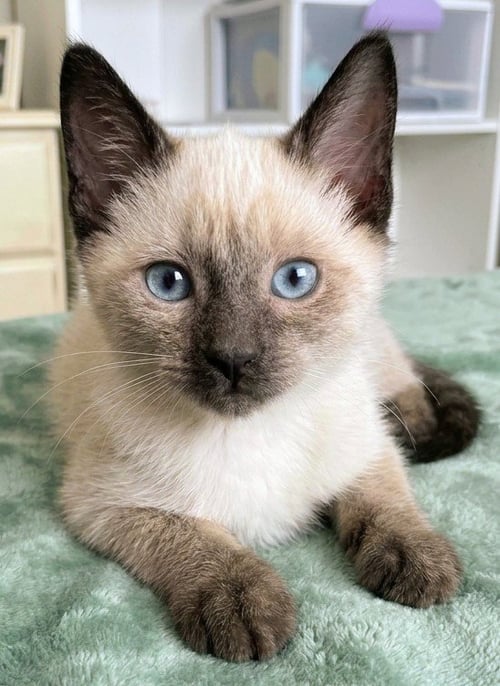 GOLD - Siamese available for adoption