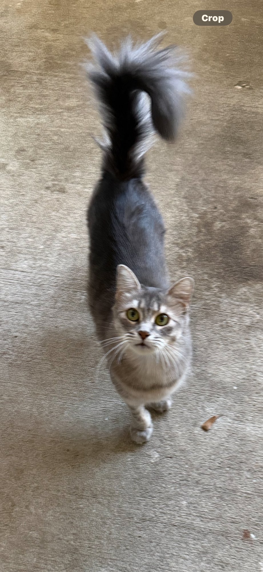 SUSIE - Domestic Medium Hair / Tabby available for adoption