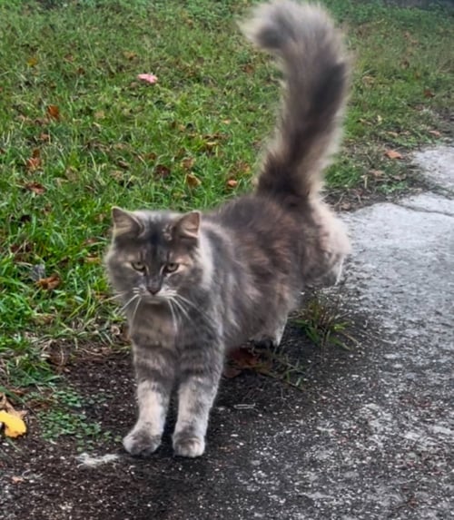 DAISY - Domestic Medium Hair / Dilute Tortoiseshell available for adoption