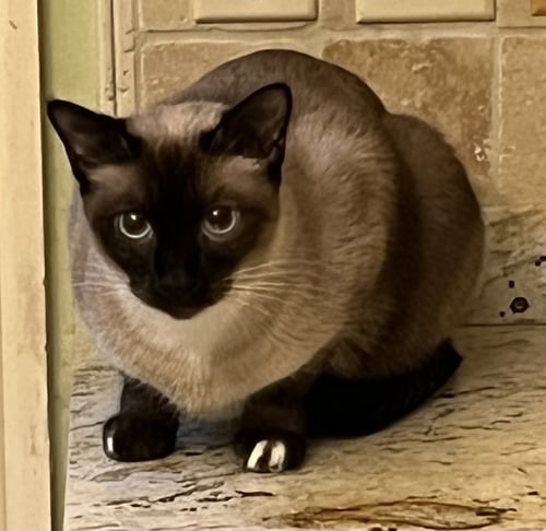 ZOE (& SUNNY BONDED) - Siamese / Snowshoe available for adoption