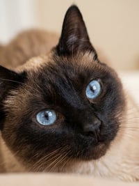 Mocha - Photo 1