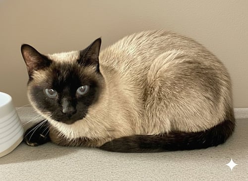 MOCHA - Siamese available for adoption