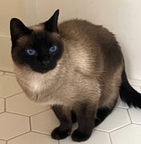 Mocha - Photo 3