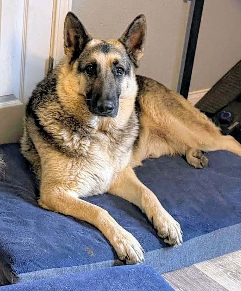 HANK - German Shepherd Dog available for adoption