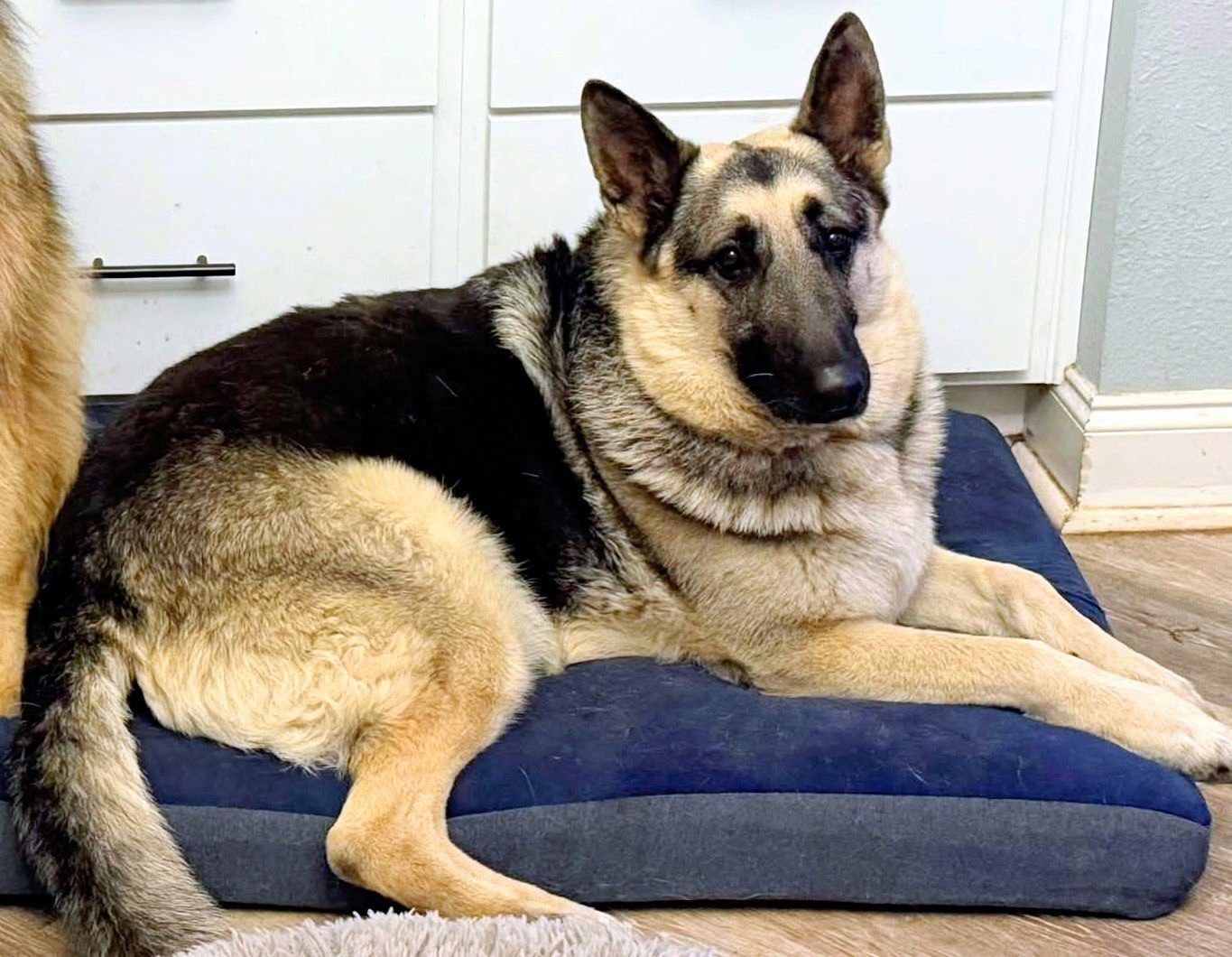 HANK - German Shepherd Dog available for adoption