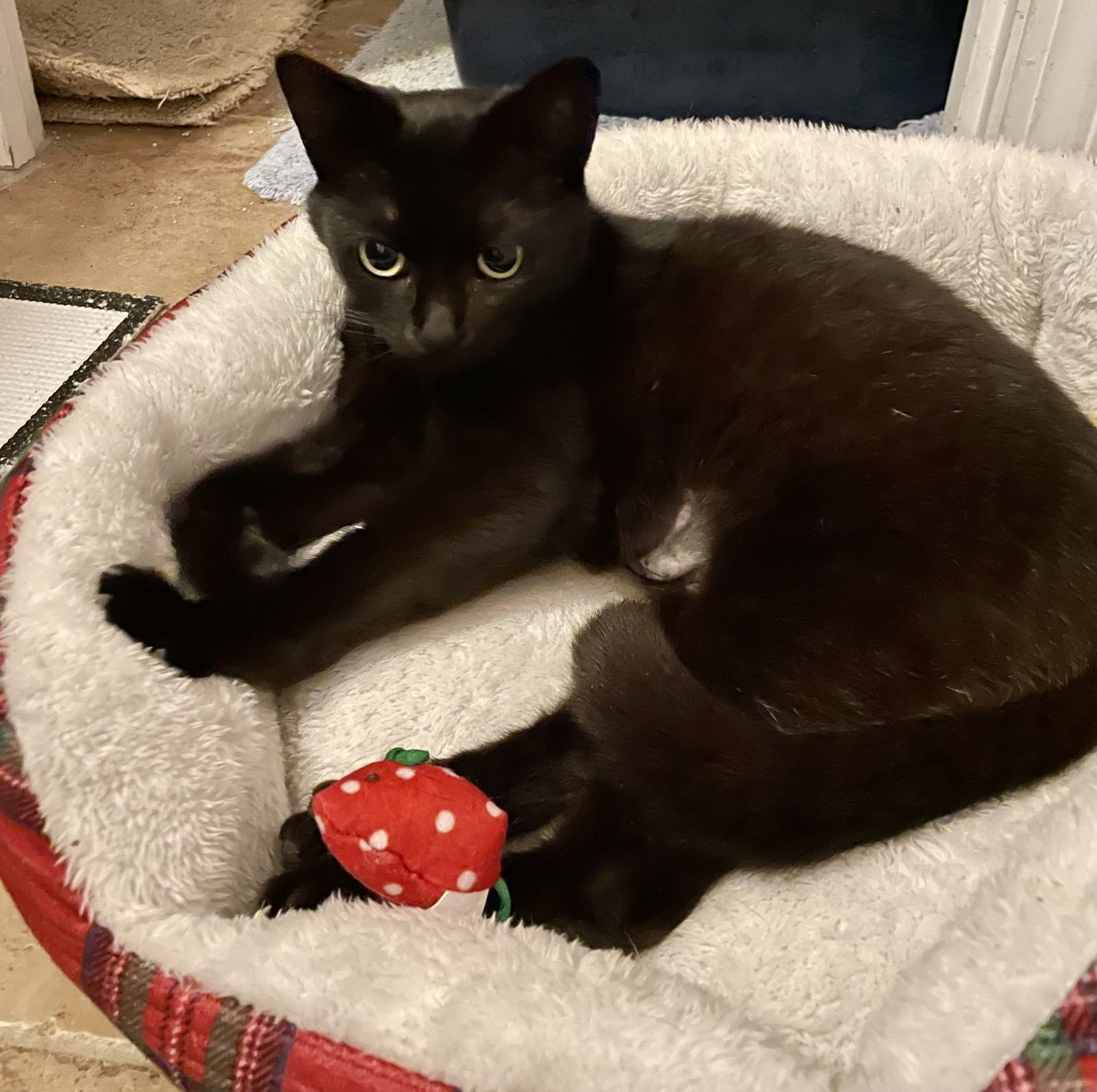 ELLA - Bombay available for adoption