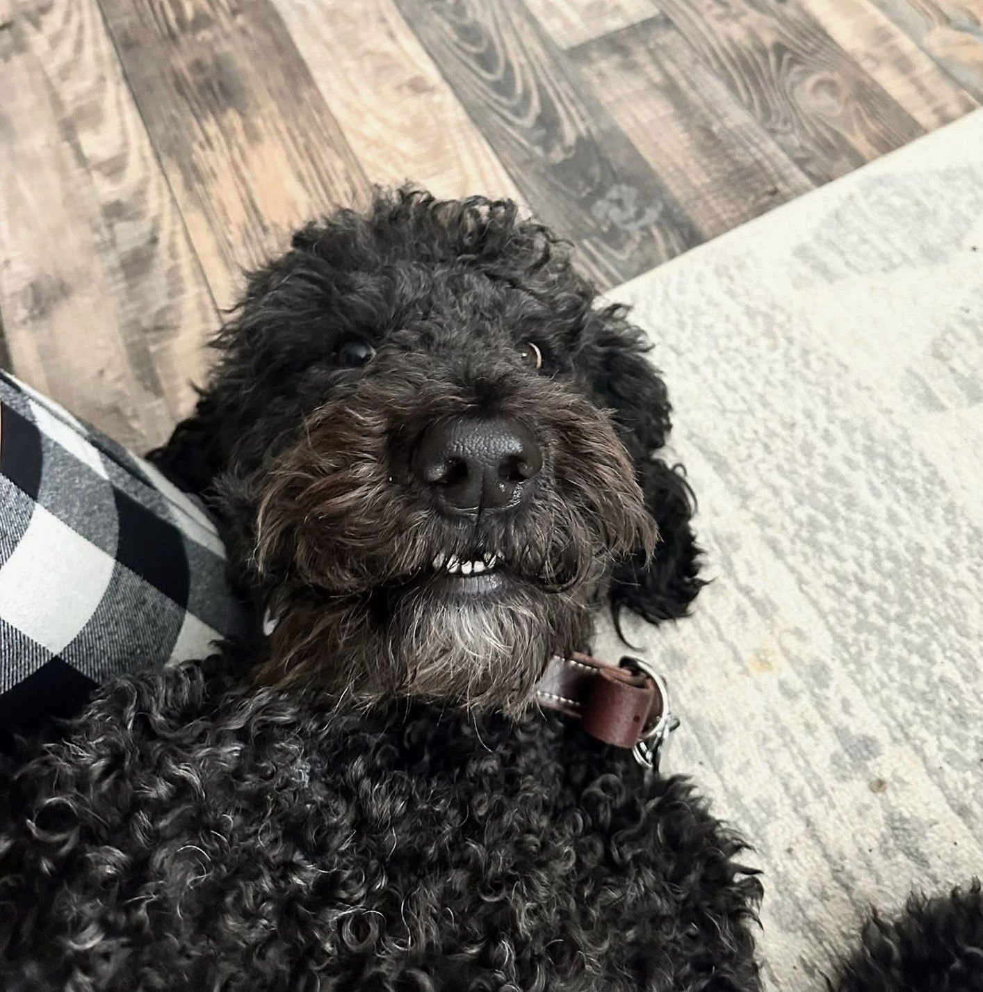 KINGSTON - Poodle (Standard) / Labrador Retriever available for adoption