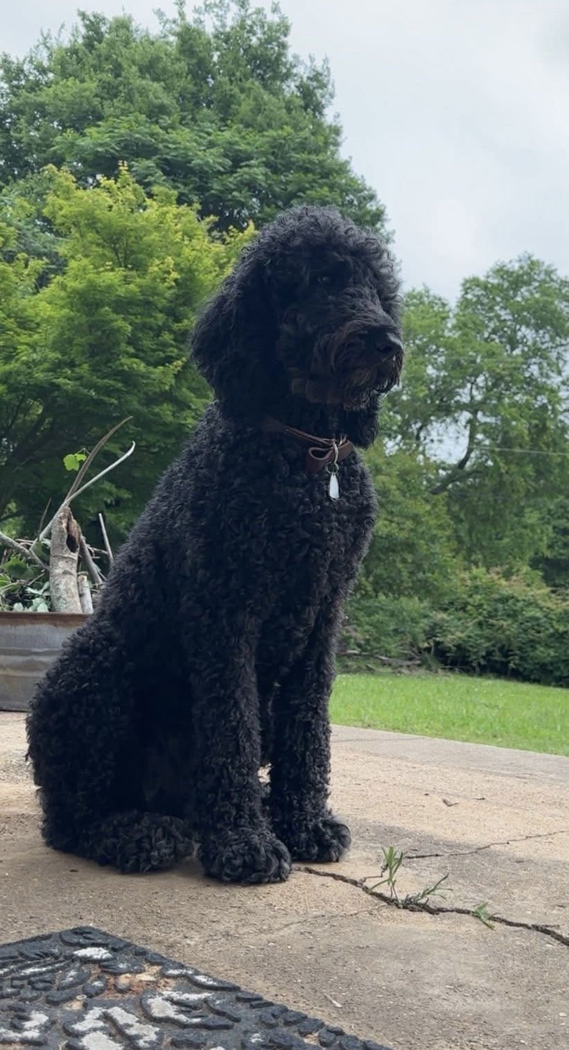 KINGSTON - Poodle (Standard) / Labrador Retriever available for adoption