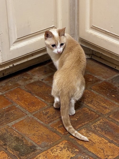 BETTY - Siamese available for adoption