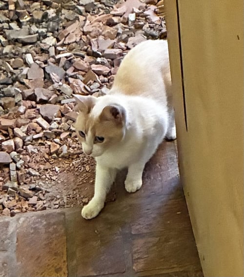 BETTY - Siamese available for adoption