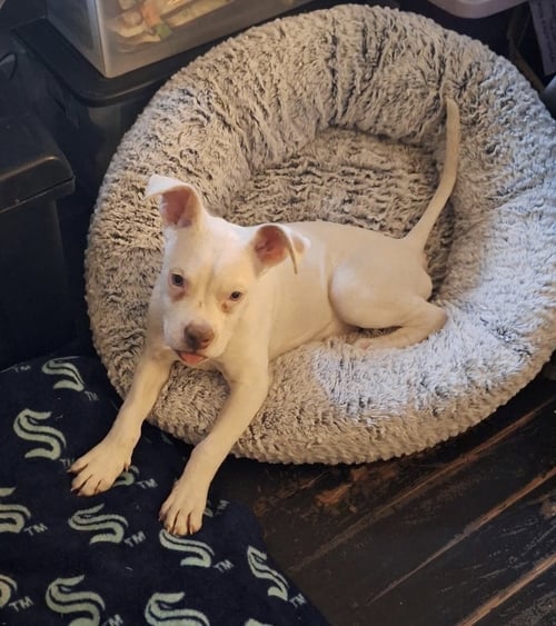 POWDER - Bulldog available for adoption