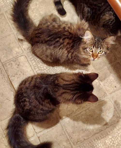 MAINE COON BROTHERS - Maine Coon available for adoption