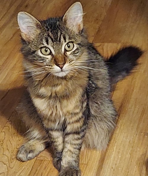 MAINE COON BROTHERS - Maine Coon available for adoption