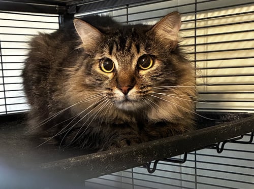MAINE COON BROTHERS - Maine Coon available for adoption