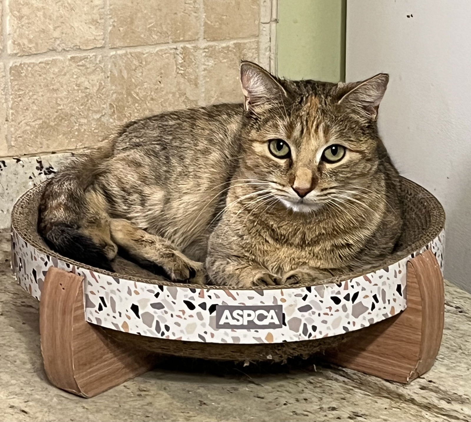AMBER - Torbie / Tabby available for adoption