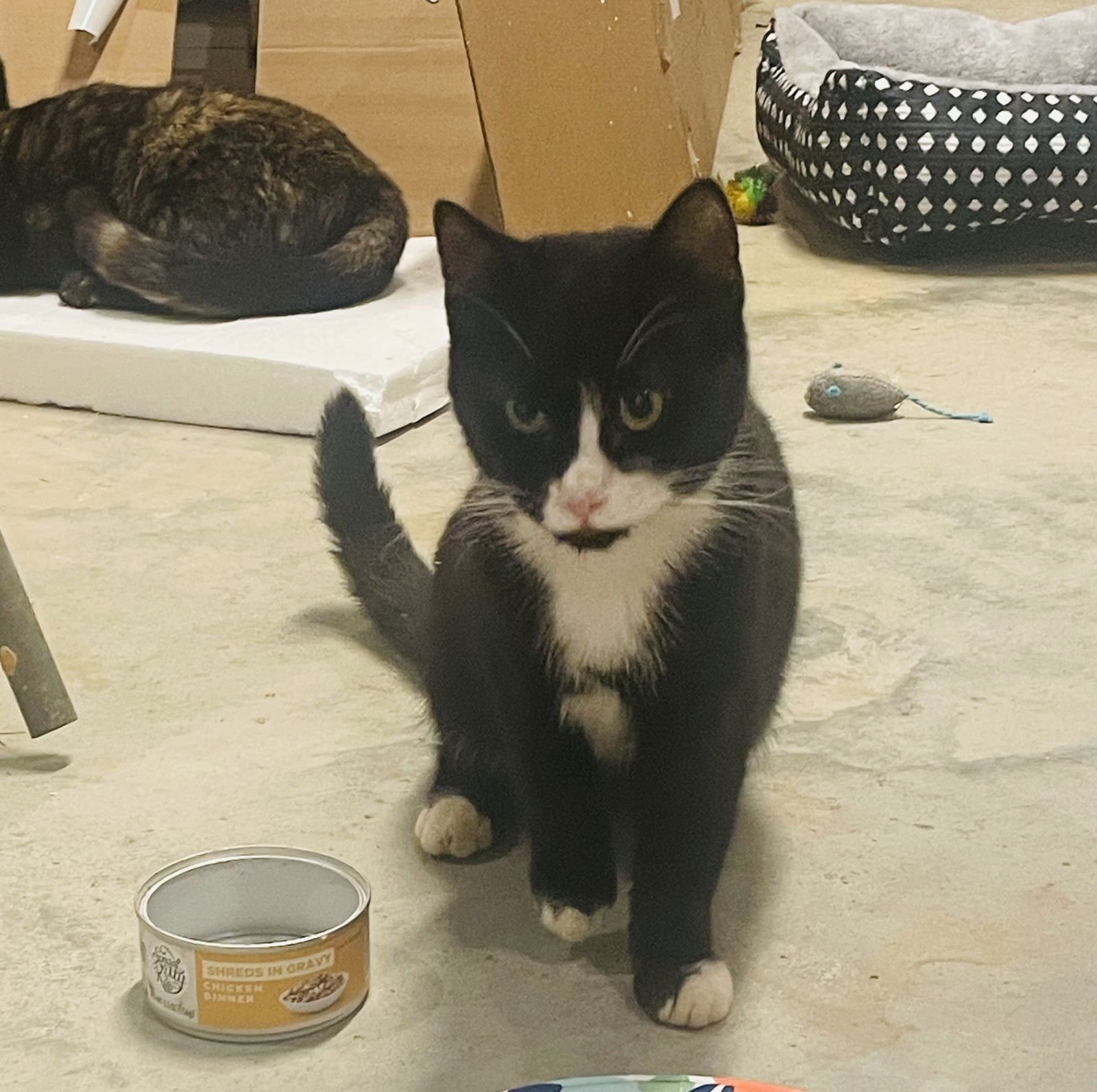 DOLLY - Tuxedo / Domestic Short Hair available for adoption