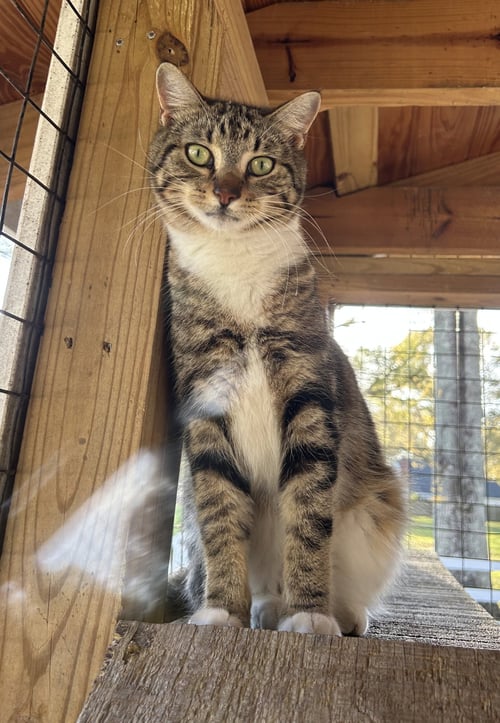 PI (& SEE ABE) - Tabby / Domestic Short Hair available for adoption