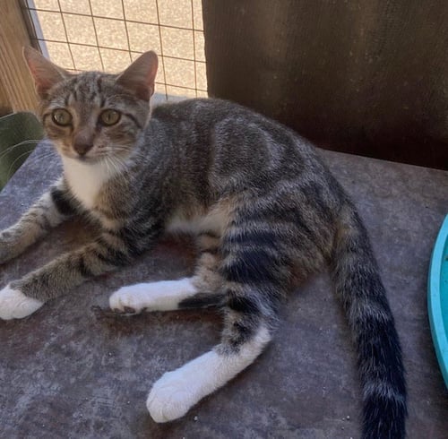 PI (& SEE ABE) - Tabby / Domestic Short Hair available for adoption
