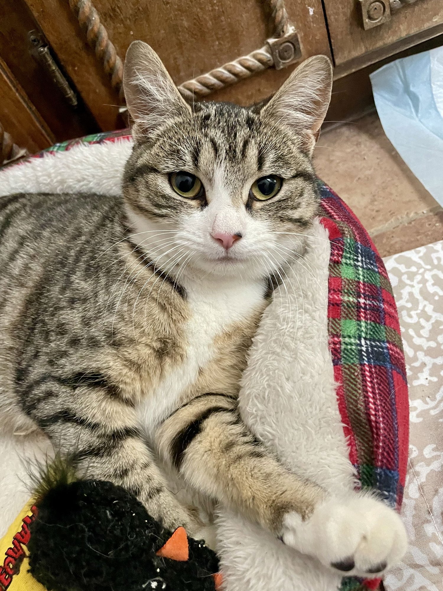 IZZY - Tabby / Domestic Short Hair for adoption in Mobile