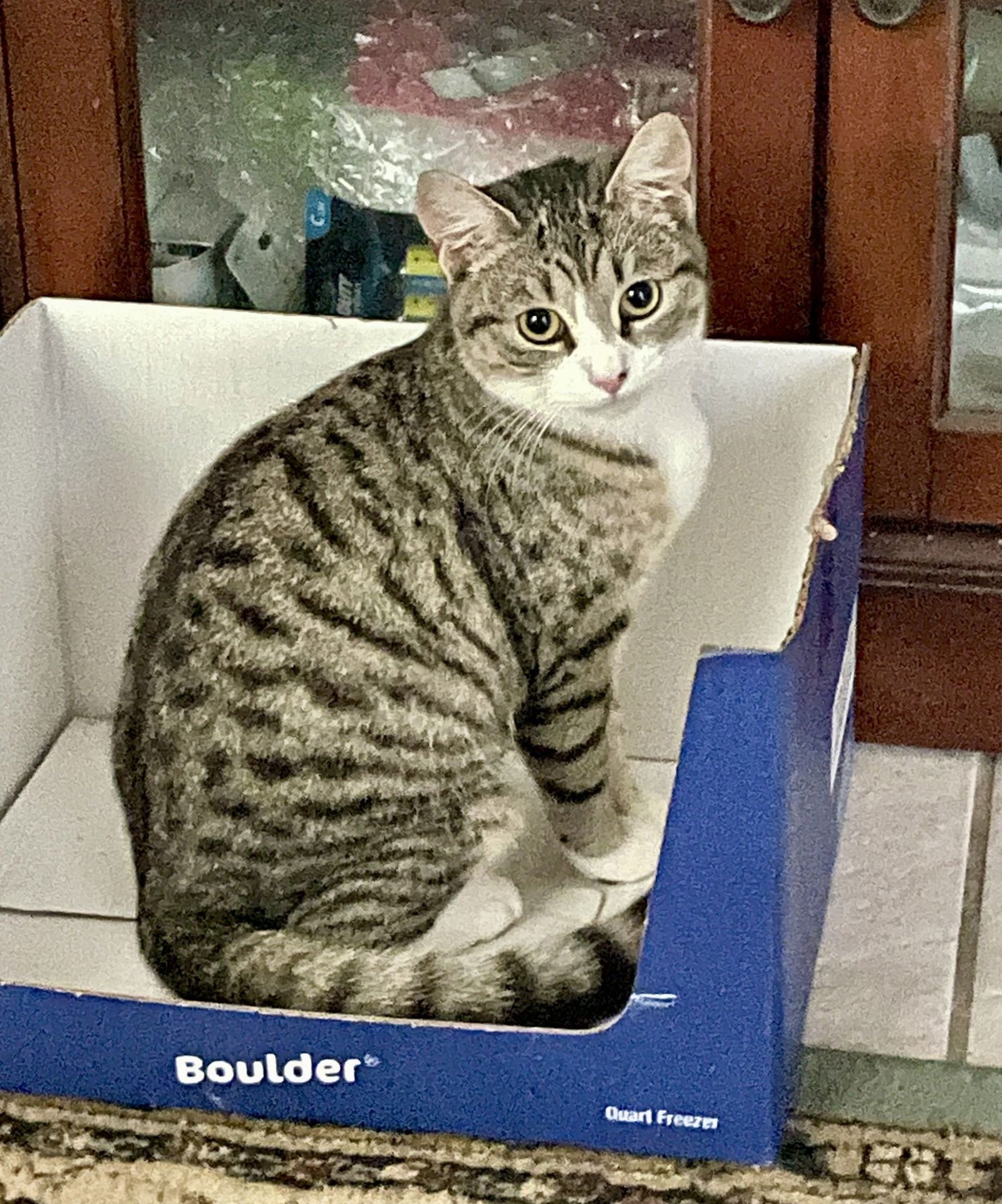 IZZY - Tabby / Domestic Short Hair available for adoption