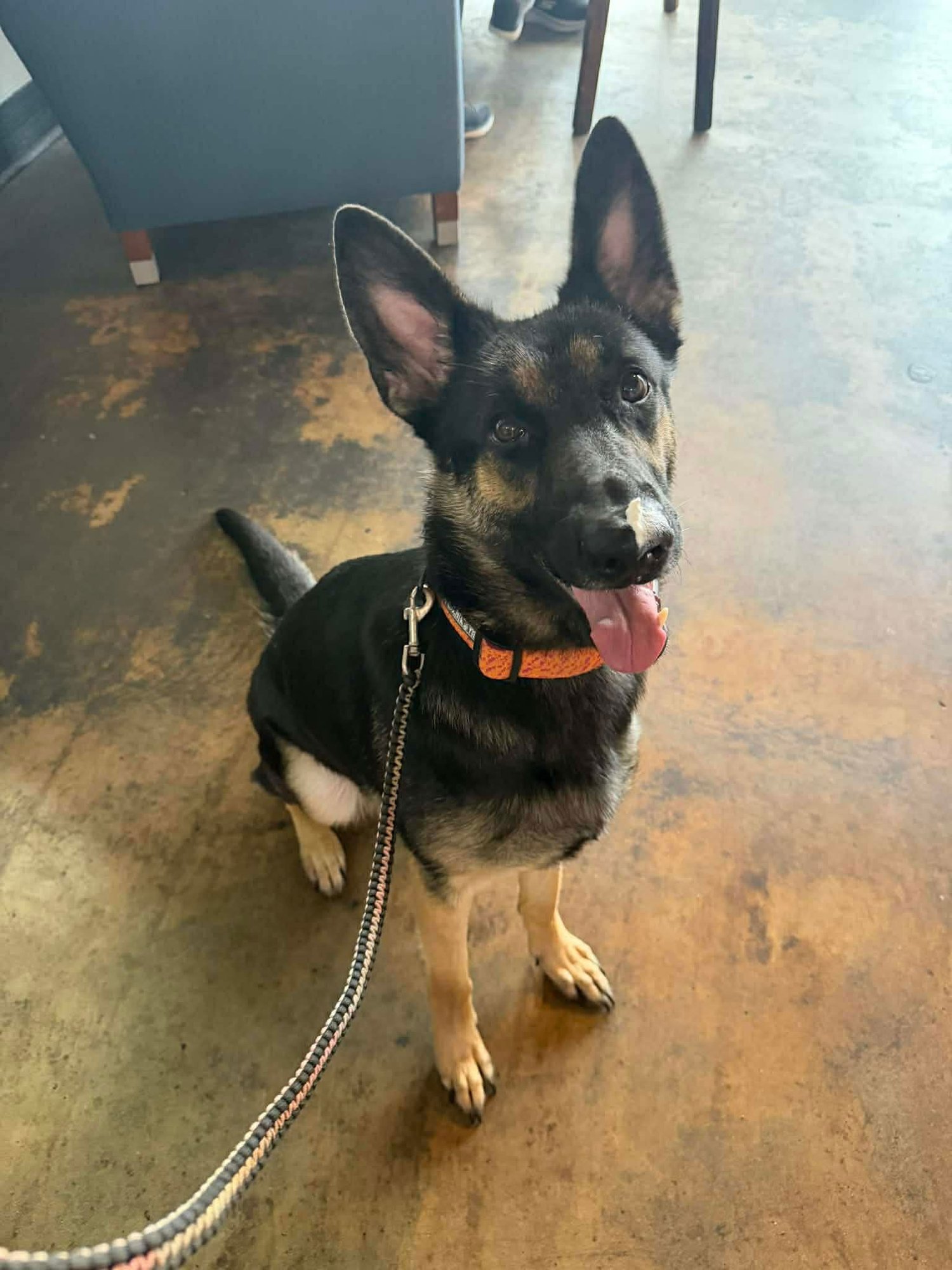 ISLA - German Shepherd Dog available for adoption