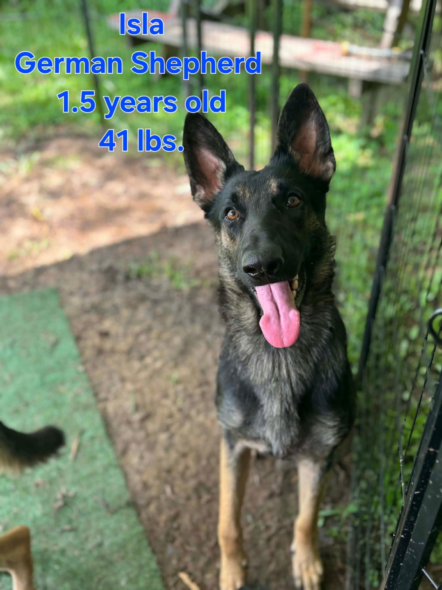 ISLA - German Shepherd Dog available for adoption