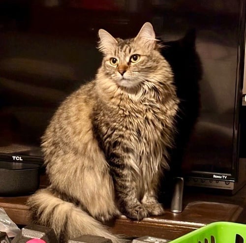 SUNNY - Maine Coon available for adoption
