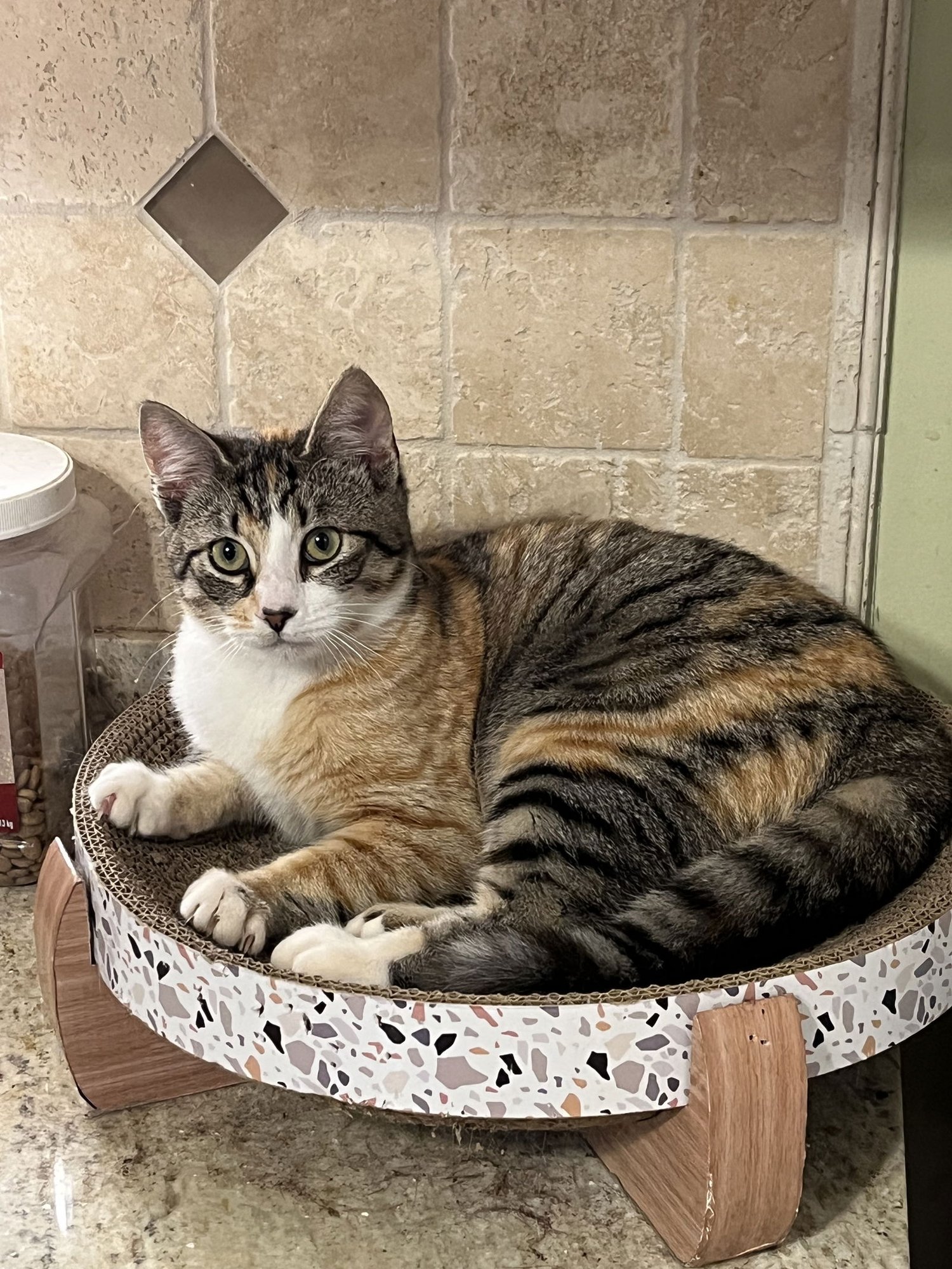 CHLOE - Calico available for adoption