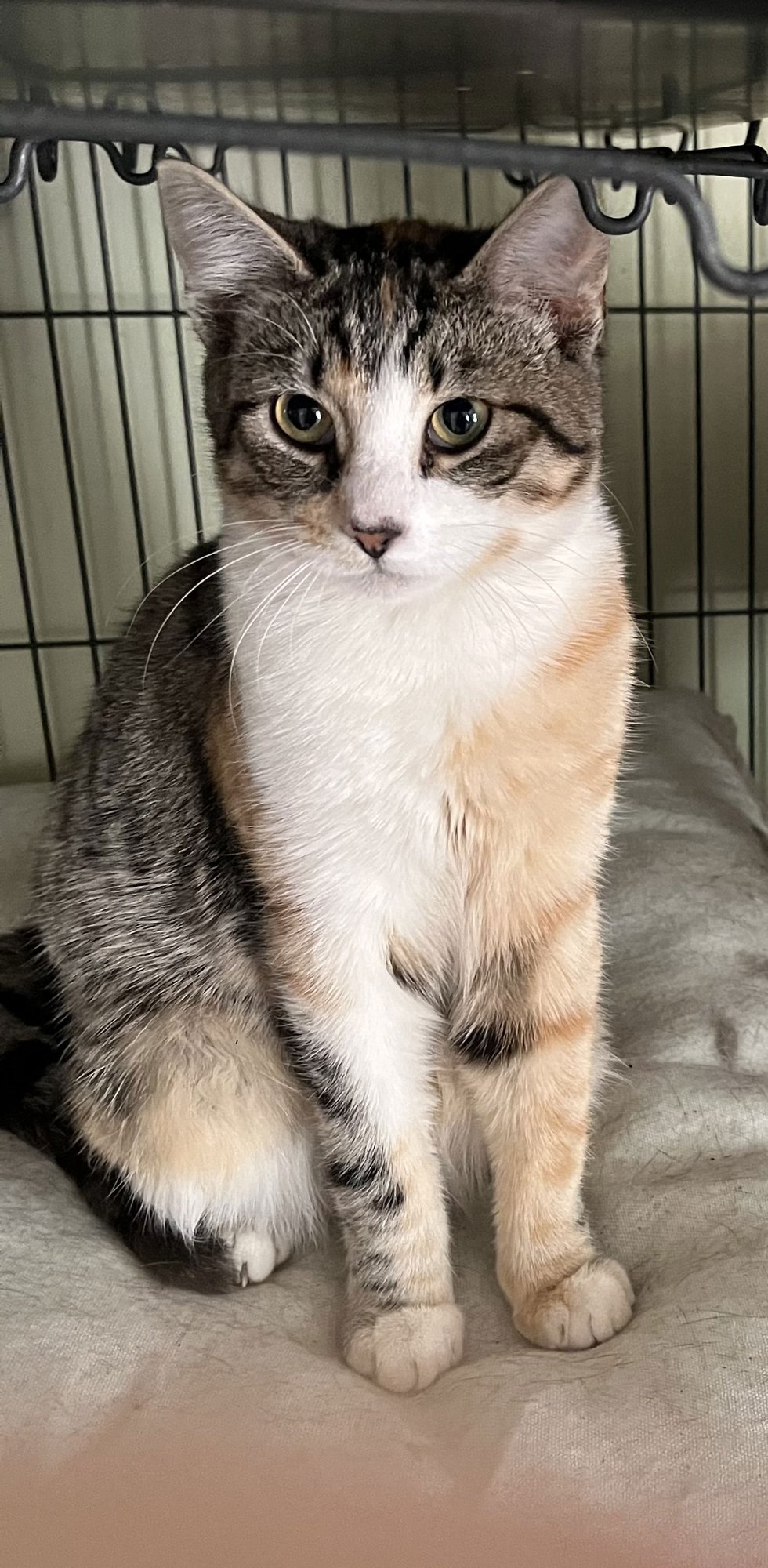 CHLOE - Calico available for adoption