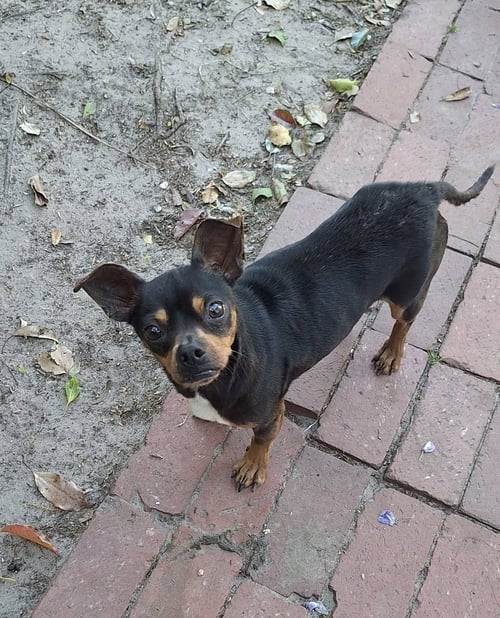 GOMEZ - Miniature Pinscher available for adoption