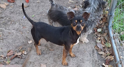 GOMEZ - Miniature Pinscher available for adoption