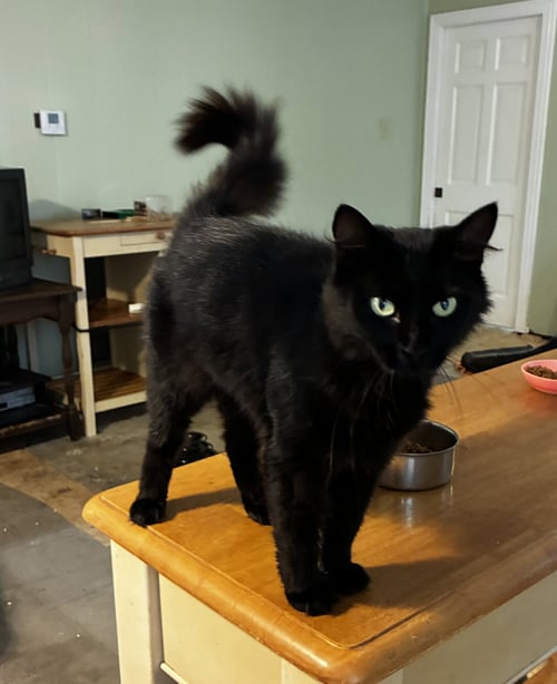 PRETTY GIRL - Domestic Medium Hair available for adoption