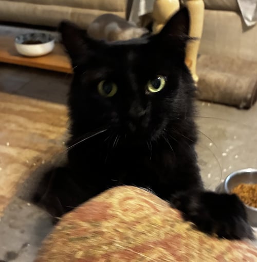 PRETTY GIRL - Domestic Medium Hair available for adoption