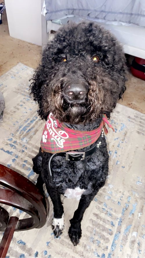 BONDED LABRADOODLE/POODLE