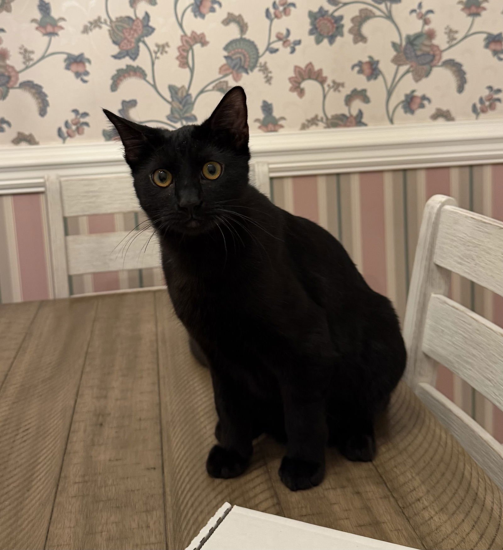 POE - Bombay available for adoption