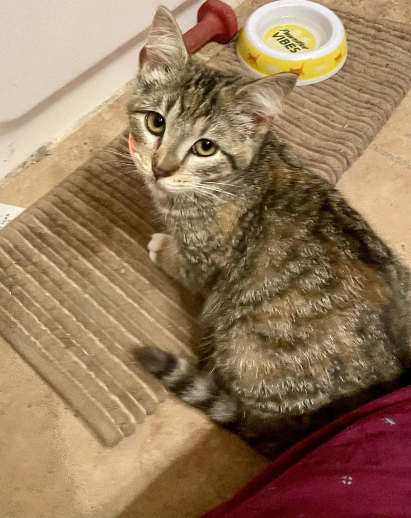 JASMINE LOVE BUG! - Torbie / Tabby available for adoption