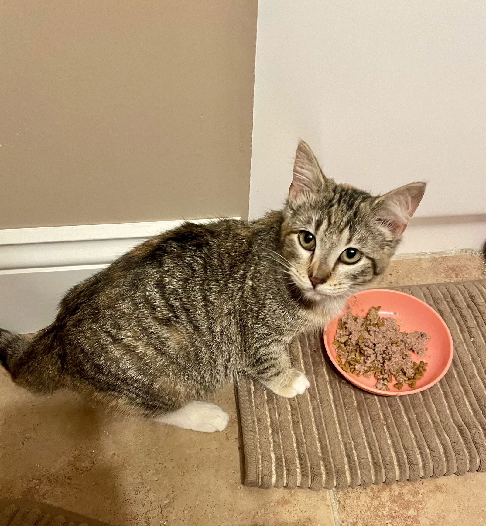 JASMINE LOVE BUG! - Torbie / Tabby available for adoption