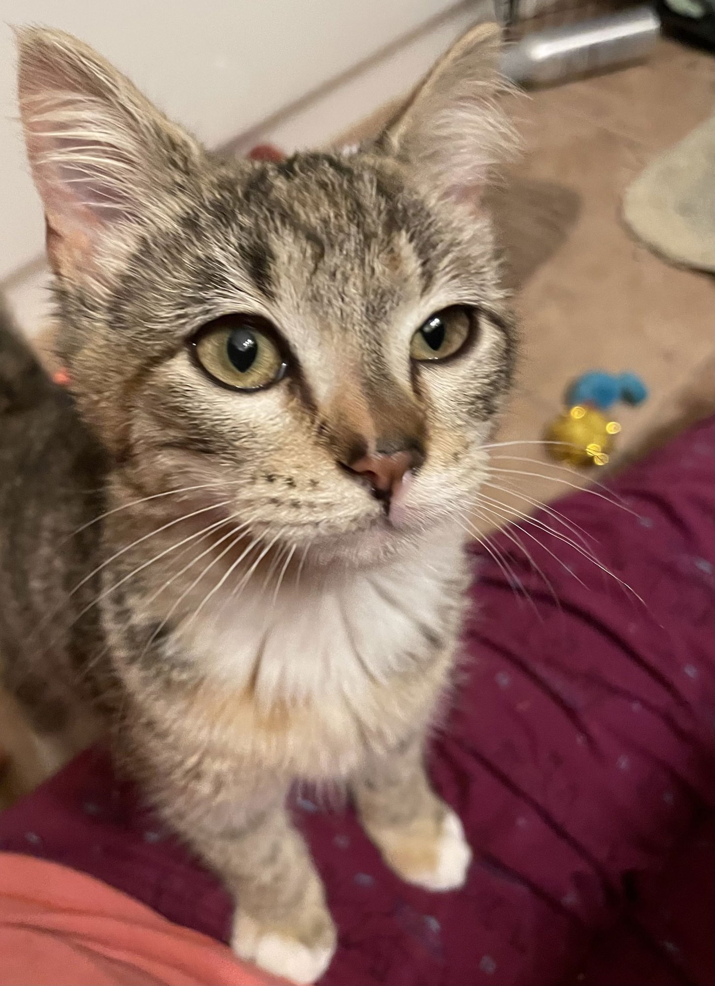 Jasmine LOVE BUG! - Photo 3